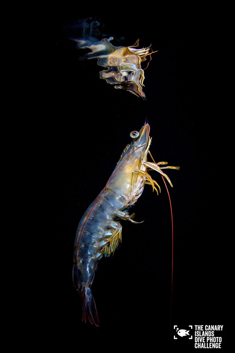 20150928-2242-SachaLobenstein-enelmar.es-Langostino-Penaeus-kerathurus-Playa-de-Las-Teresitas-1