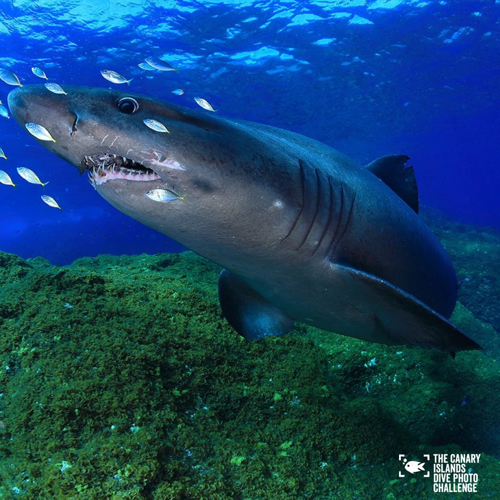 THE CANARY ISLANDS DIVE PHOTO CHALLENGE PORTFOLIO 1 CLASIFICADO