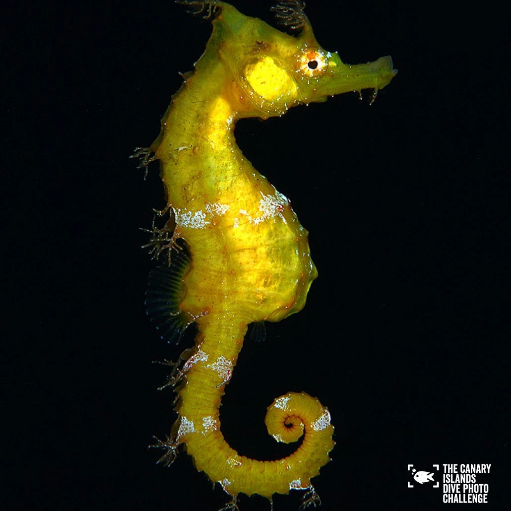 THE CANARY ISLANDS DIVE PHOTO CHALLENGE PORTFOLIO 1 CLASIFICADO